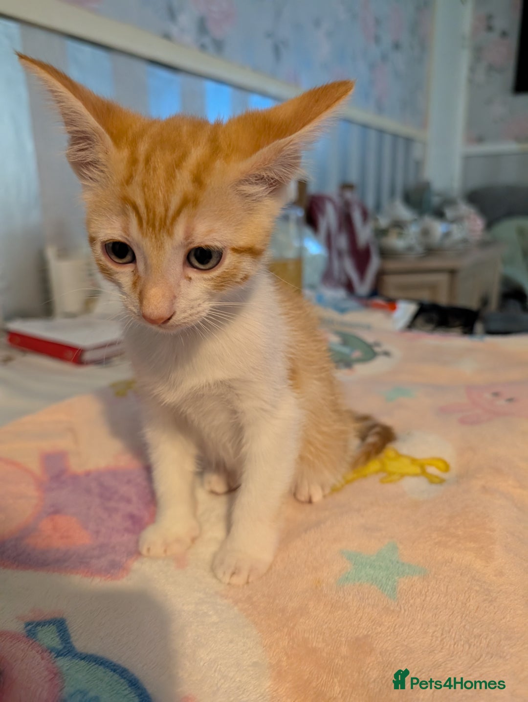 Siamese cats for sale: Siamese x breed  - Image 10