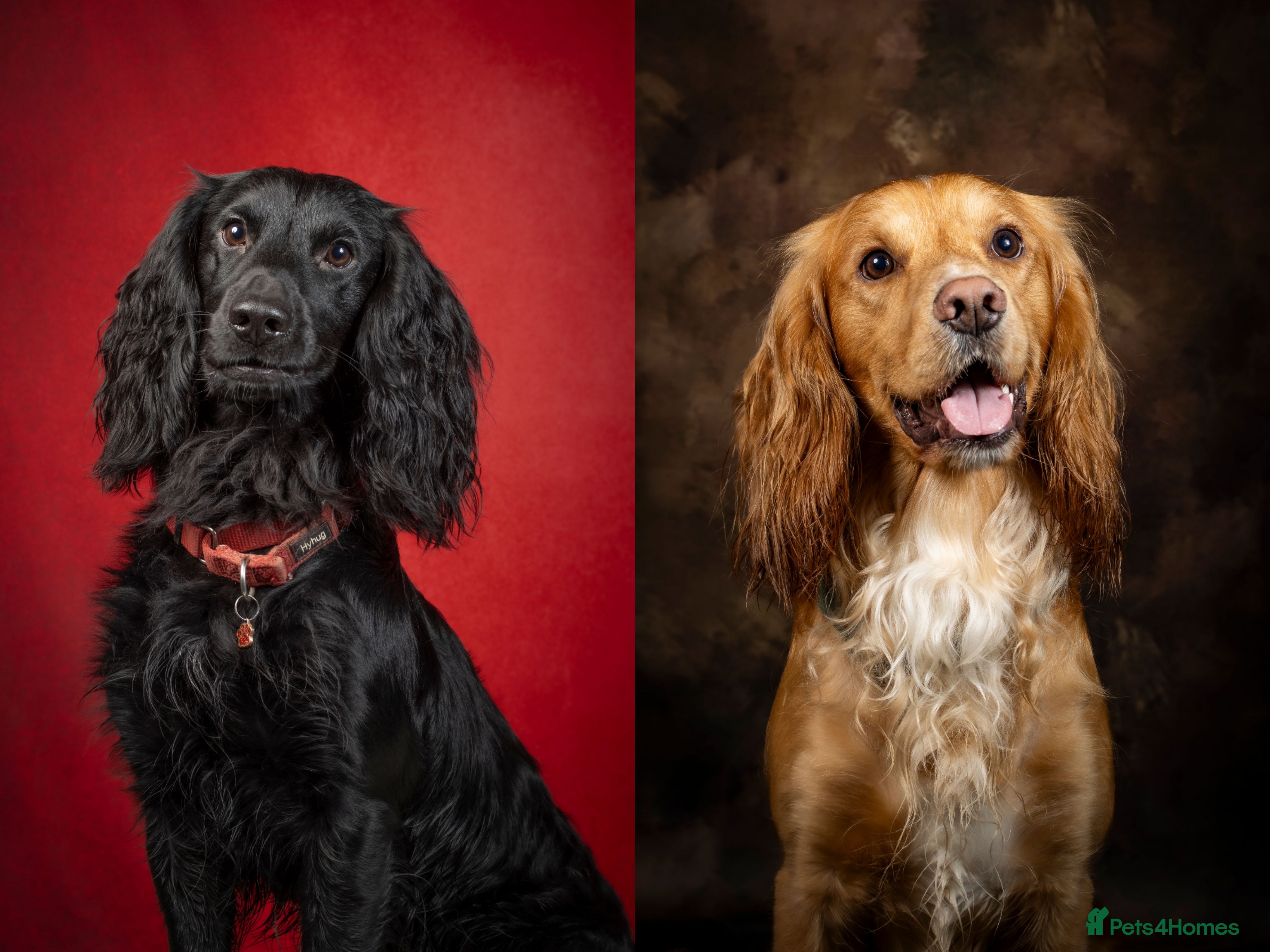 Cocker Spaniel dogs Health Tested KC Cocker Spaniel  - Advert 13