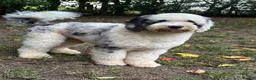 Old English Sheepdog dogs for stud: Unique midi sheepadoodle hybrid stud  - Advert 21