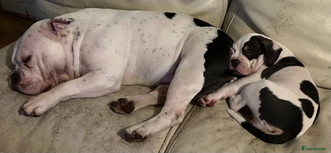 American Bully dogs for sale: Pocket Bully puppy GIRL - FOR SALE - Advert 6