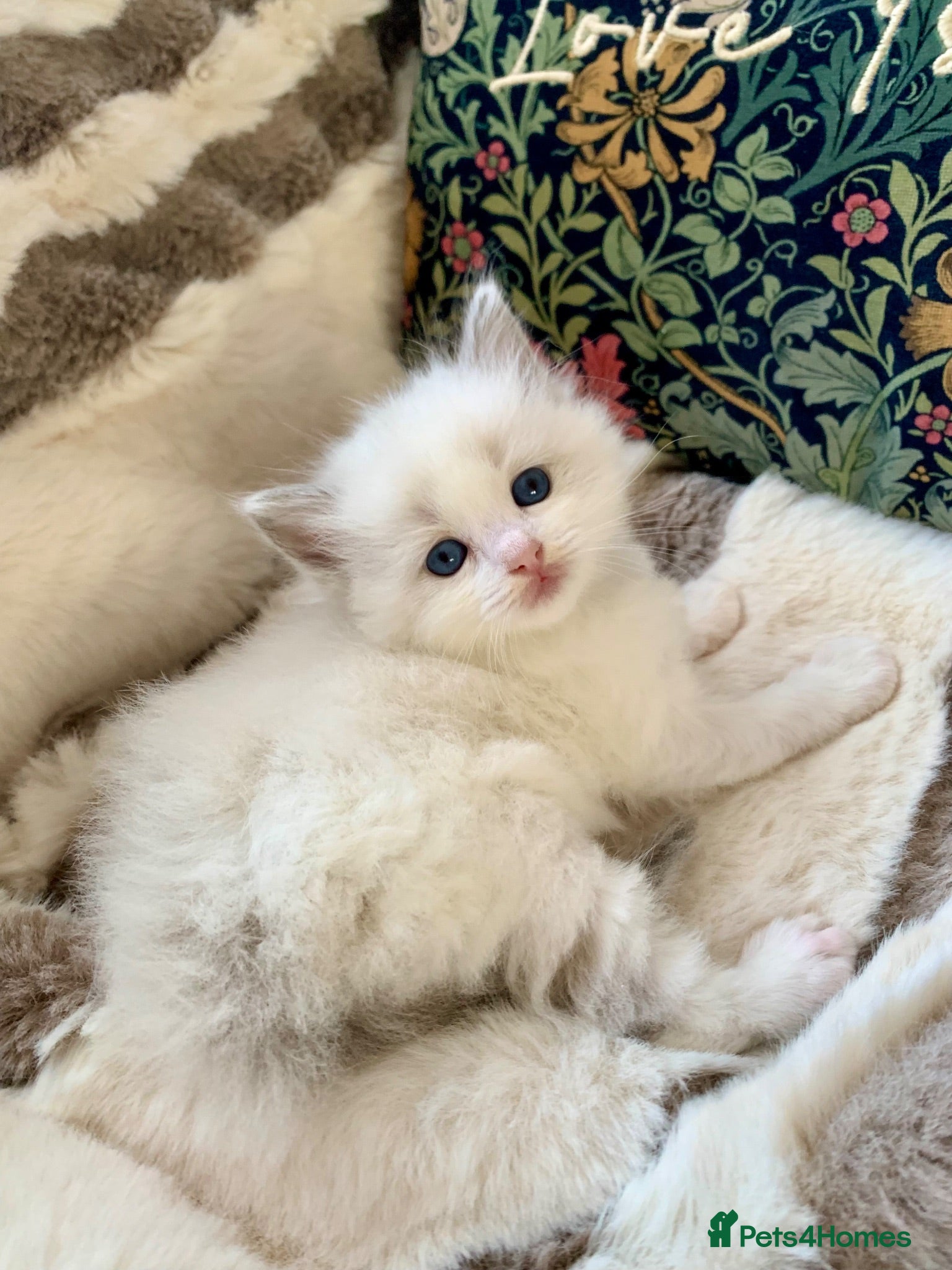 Ragdoll cats Beautiful bicolour & point Ragdoll kittens  - Advert 8