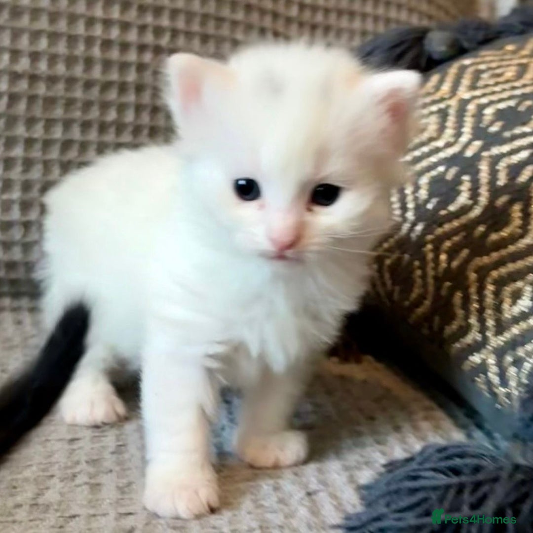 Mixed Breed cats for sale: 4 Lovely Kittens Almost Ready For Adoption - Advert 5