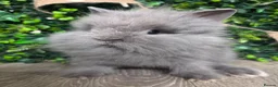 Lionhead rabbits for sale: BEAUTIFUL BABY LIONHEAD BUNNIES  - Advert 3