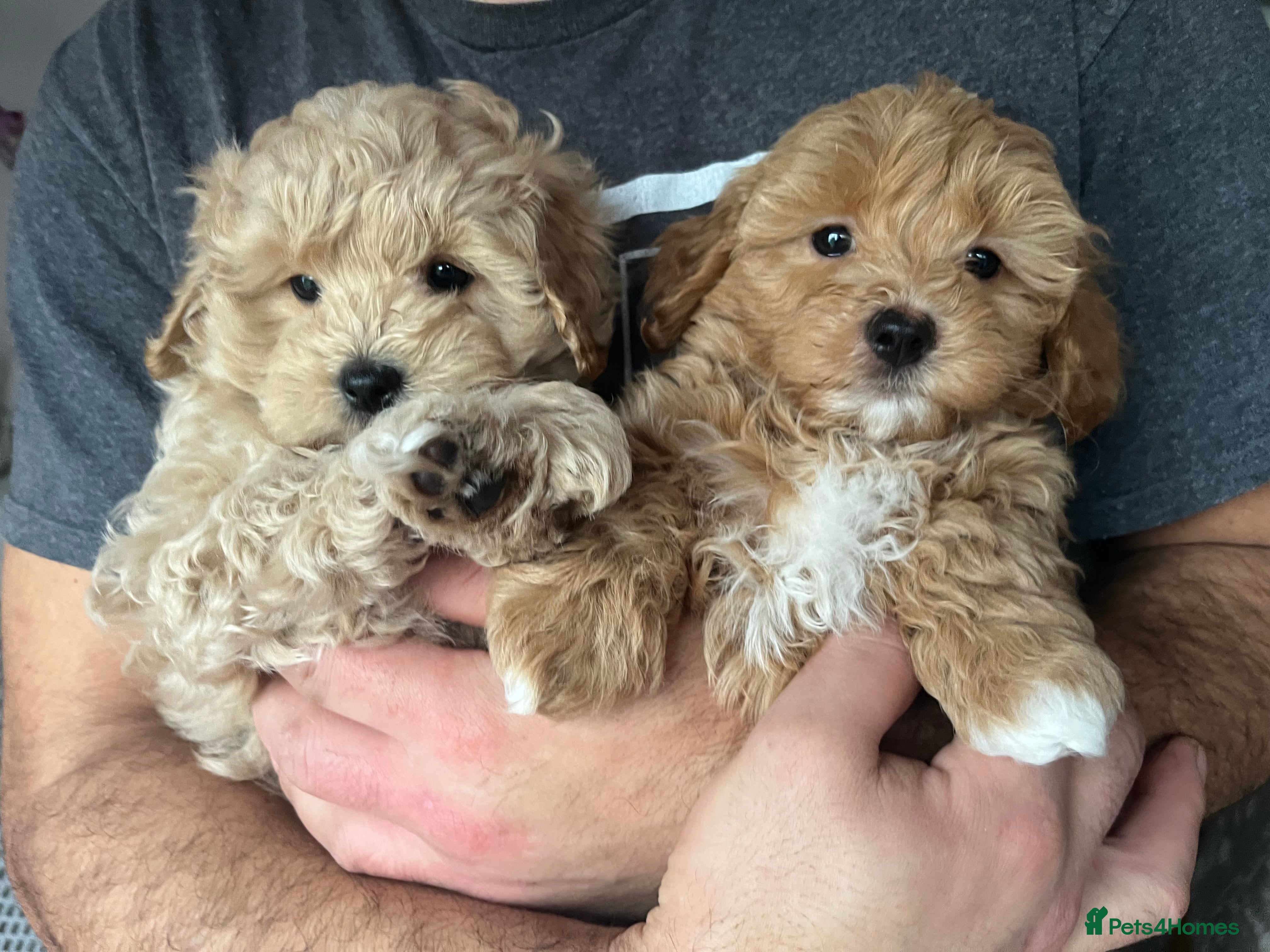 Maltipoo dogs Gorgeous Maltipoo  - Advert 5