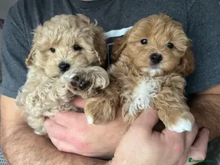 Maltipoo dogs Gorgeous Maltipoo - Advert 5