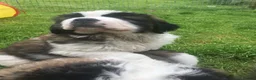 Saint Bernard dogs for sale: Rough Coated Pure St. Bernard  pups - Advert 5