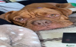 Dogue De Bordeaux dogs for sale: Tina  - Image 3