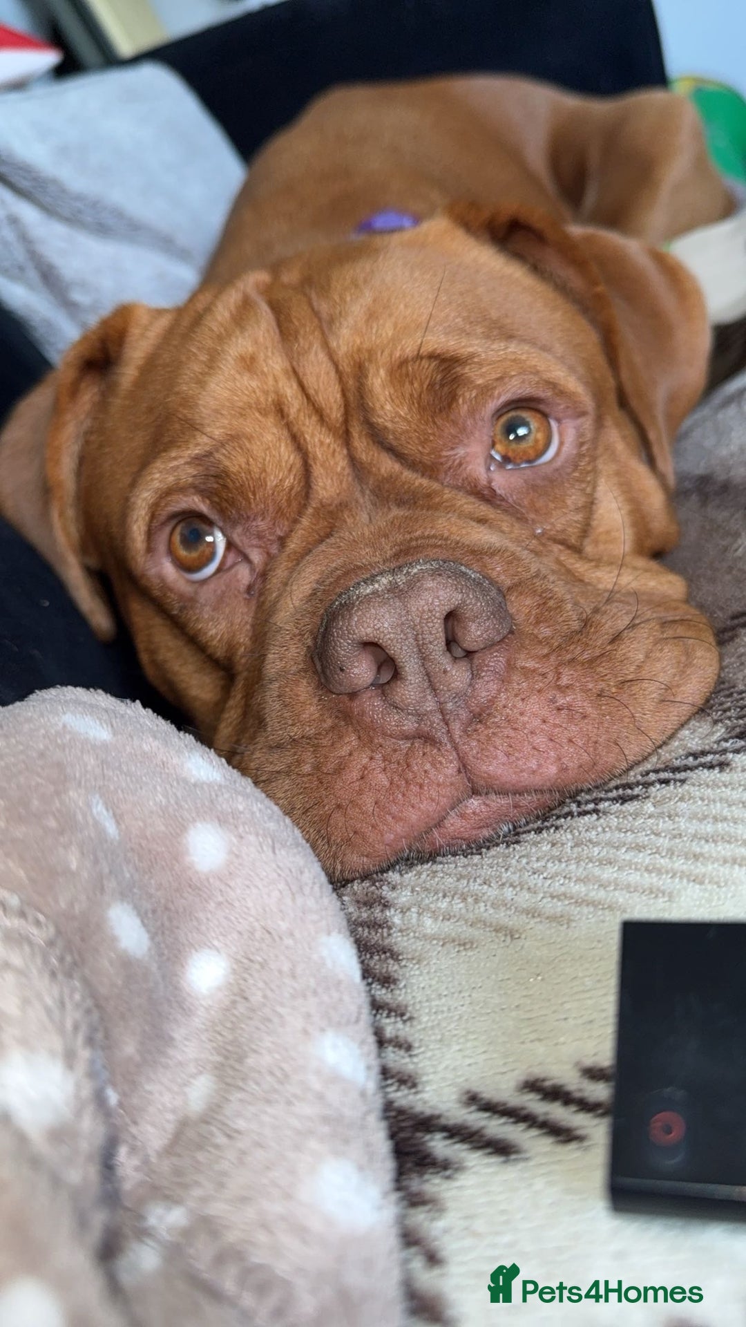 Dogue De Bordeaux dogs for sale: Tina  - Image 3