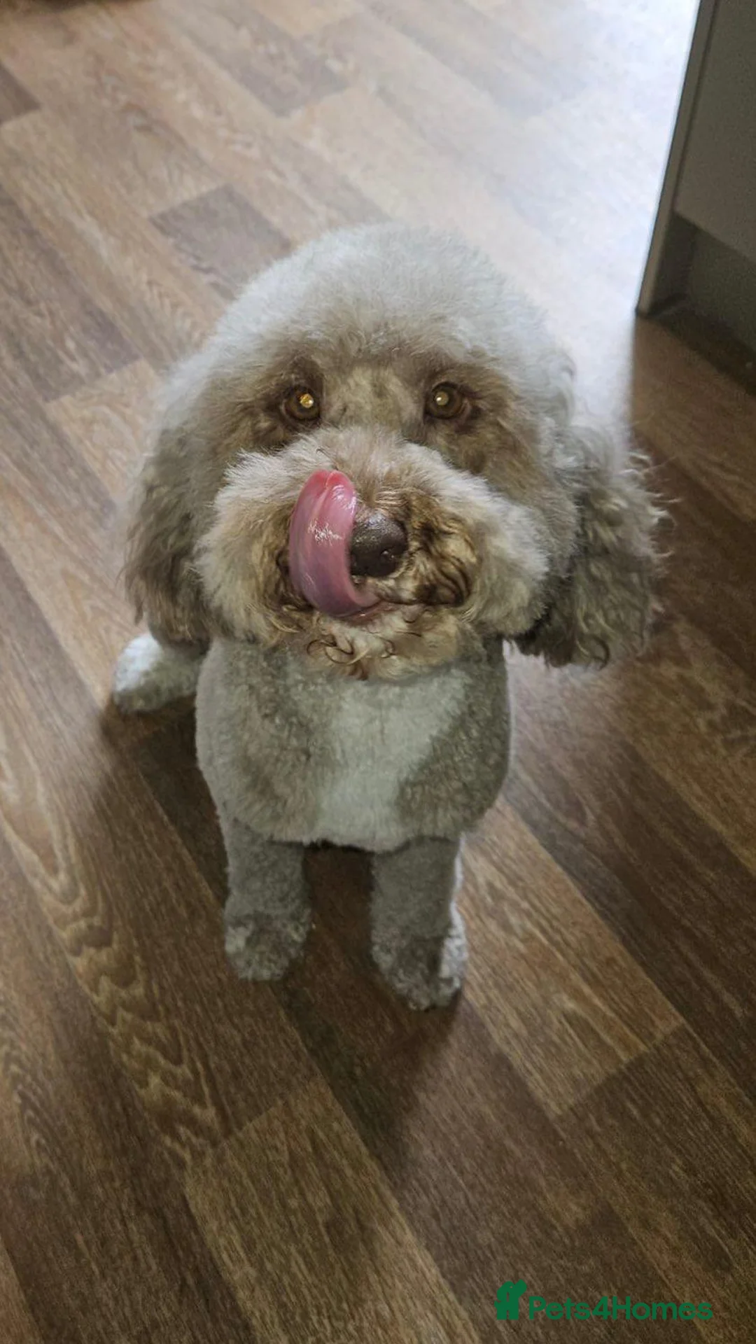 Cockapoo dogs for sale: Beautiful F1b Cockapoo Puppies ❤️ Due October in Sutton-in-Ashfield - Advert 3