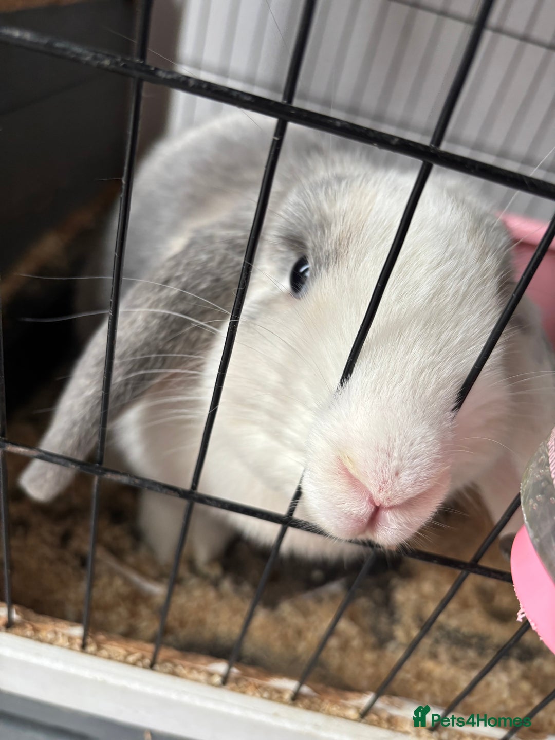 Mini Lop rabbits for sale: Rabbit for sale with cage and litter box - Image 3