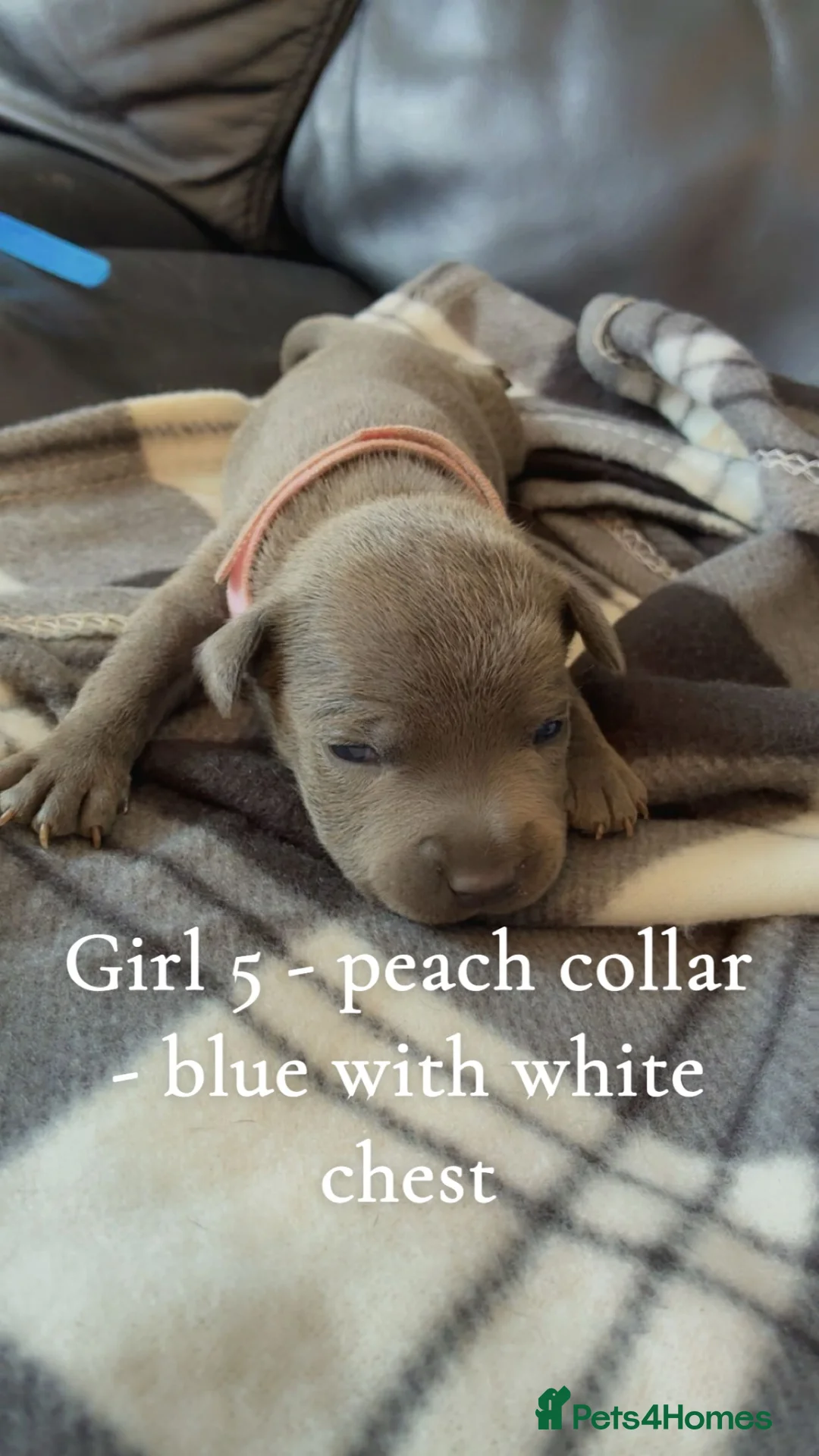 Staffordshire Bull Terrier dogs for sale: Stunning Blue Staffordshire Bull Terrier Puppies - Advert 2