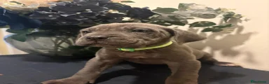 Cane Corso Puppy 10
