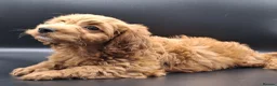Cavapoo dogs for sale: Stunning Micro Asian Poodle x Cavapoo F1B puppies - Advert 16