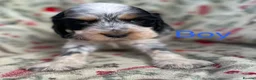 Cocker Spaniel dogs for sale: Show type cocker spaniel puppy’s  - Advert 6