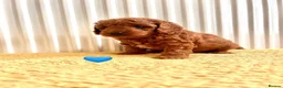 Cavapoo dogs for sale: F1B Cavapoo lovely puppy  - Advert 11
