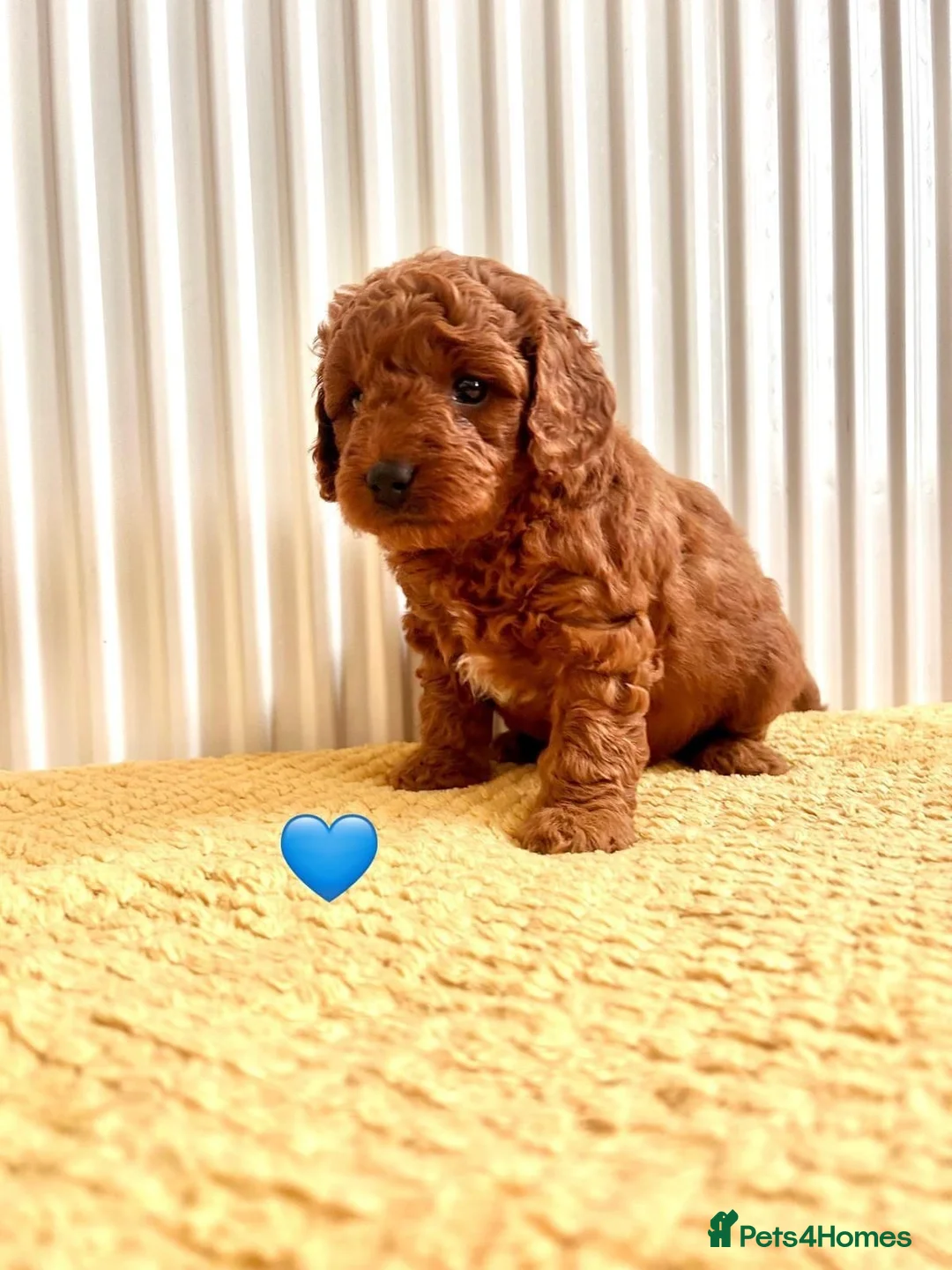Cavapoo dogs for sale: F1B Cavapoo lovely puppy  - Advert 11