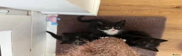 Mixed Breed cats for sale: Half British Shorthair Kittens - Advert 4