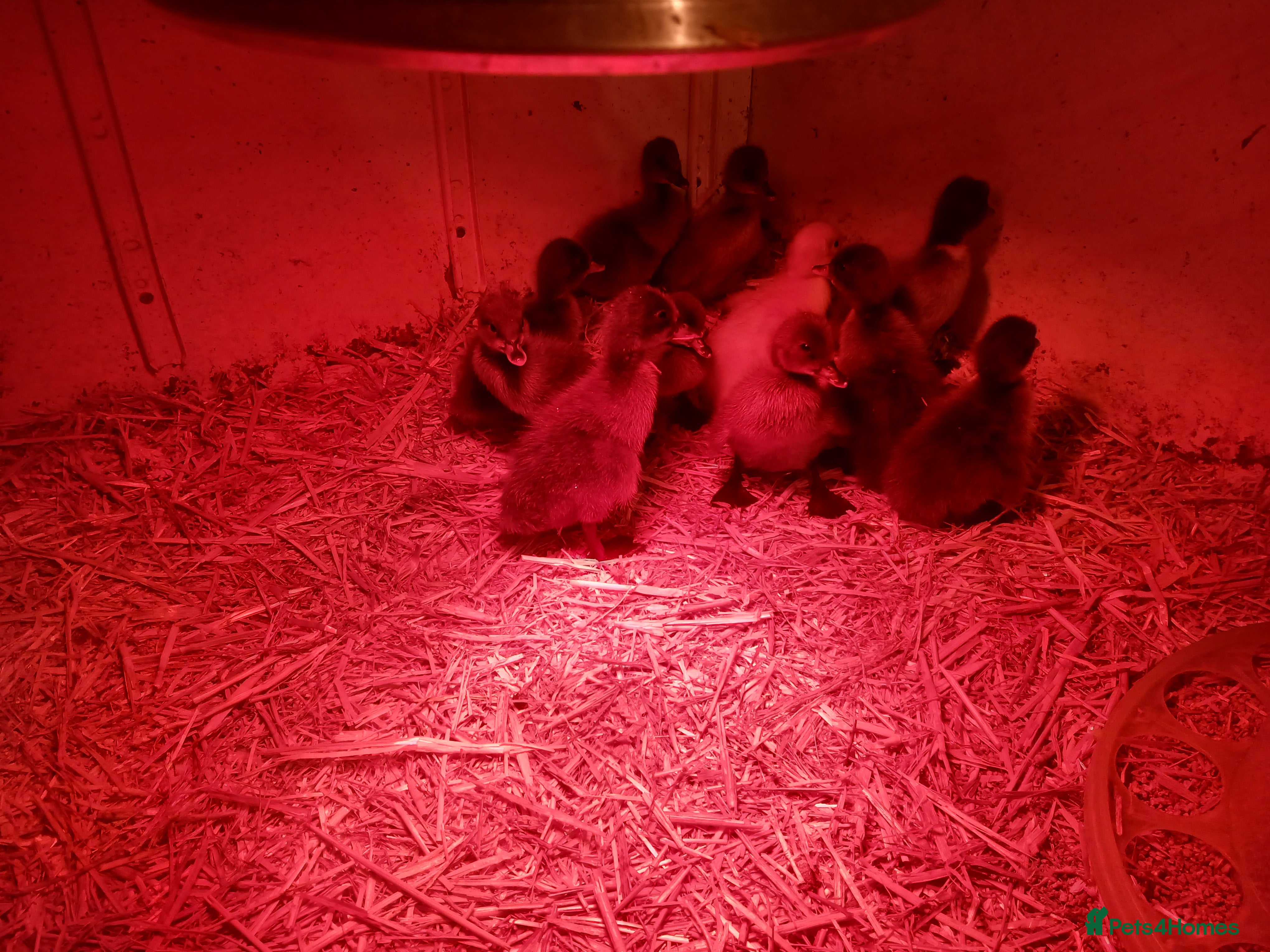 Ducks poultry Day old kharki campbell ducklings - Advert 1