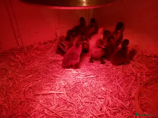 Ducks poultry Day old kharki campbell ducklings - Advert 1