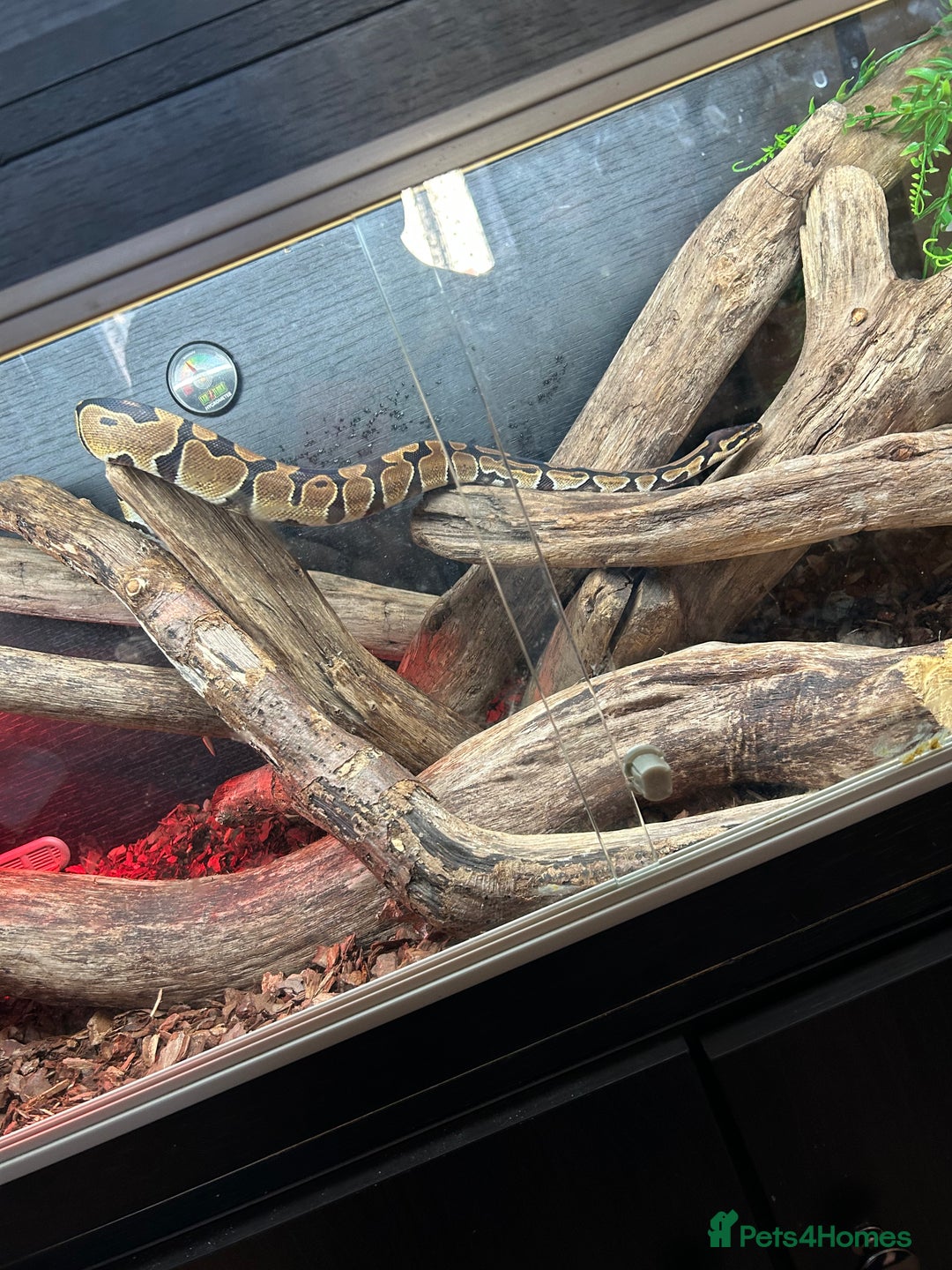 Python Snake reptiles for sale: Ball python - Advert 6