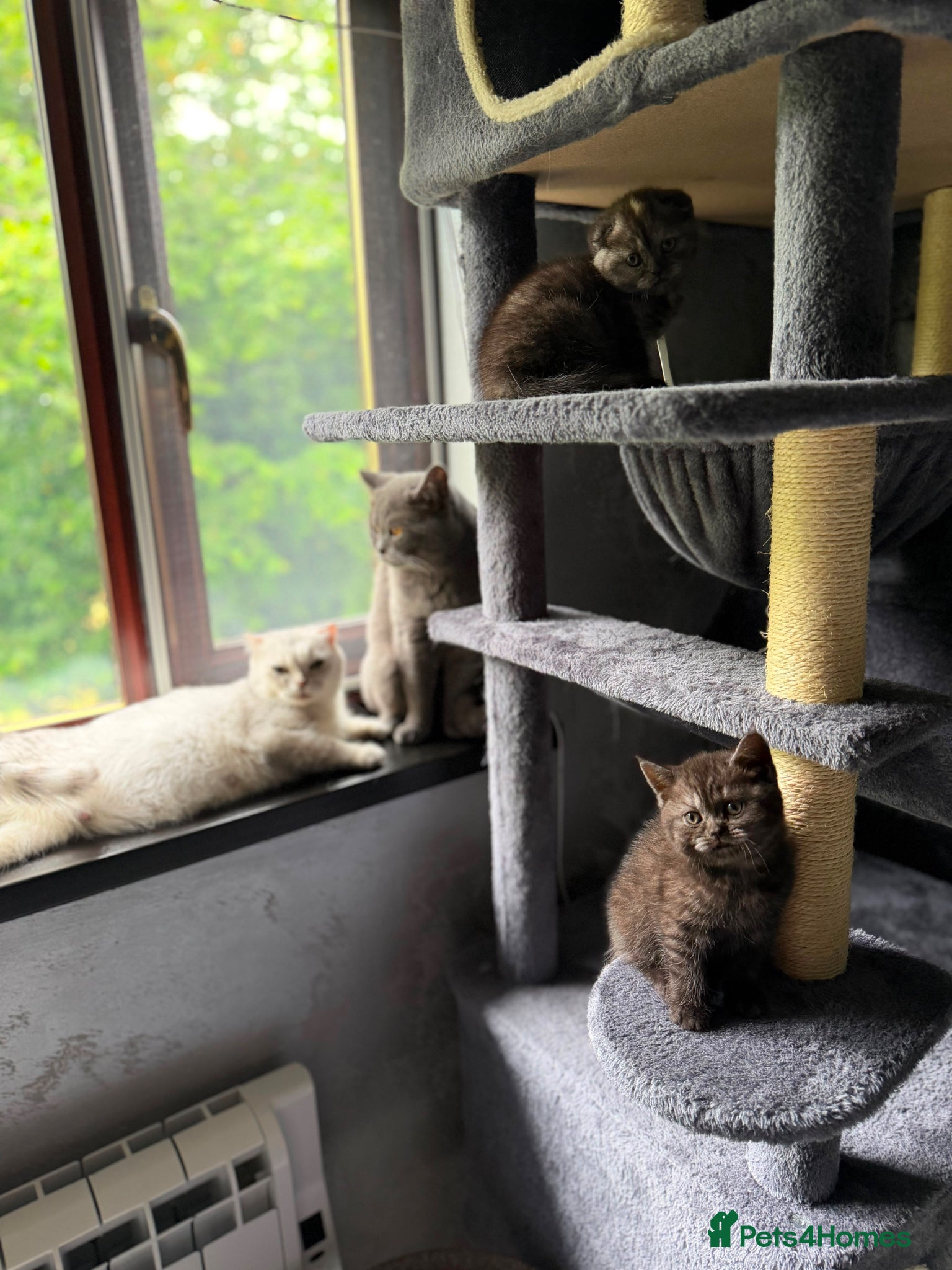 Scottish Fold cats 🐾Last 2 Girls+1 Boy Beautiful kittens left! - Advert 16
