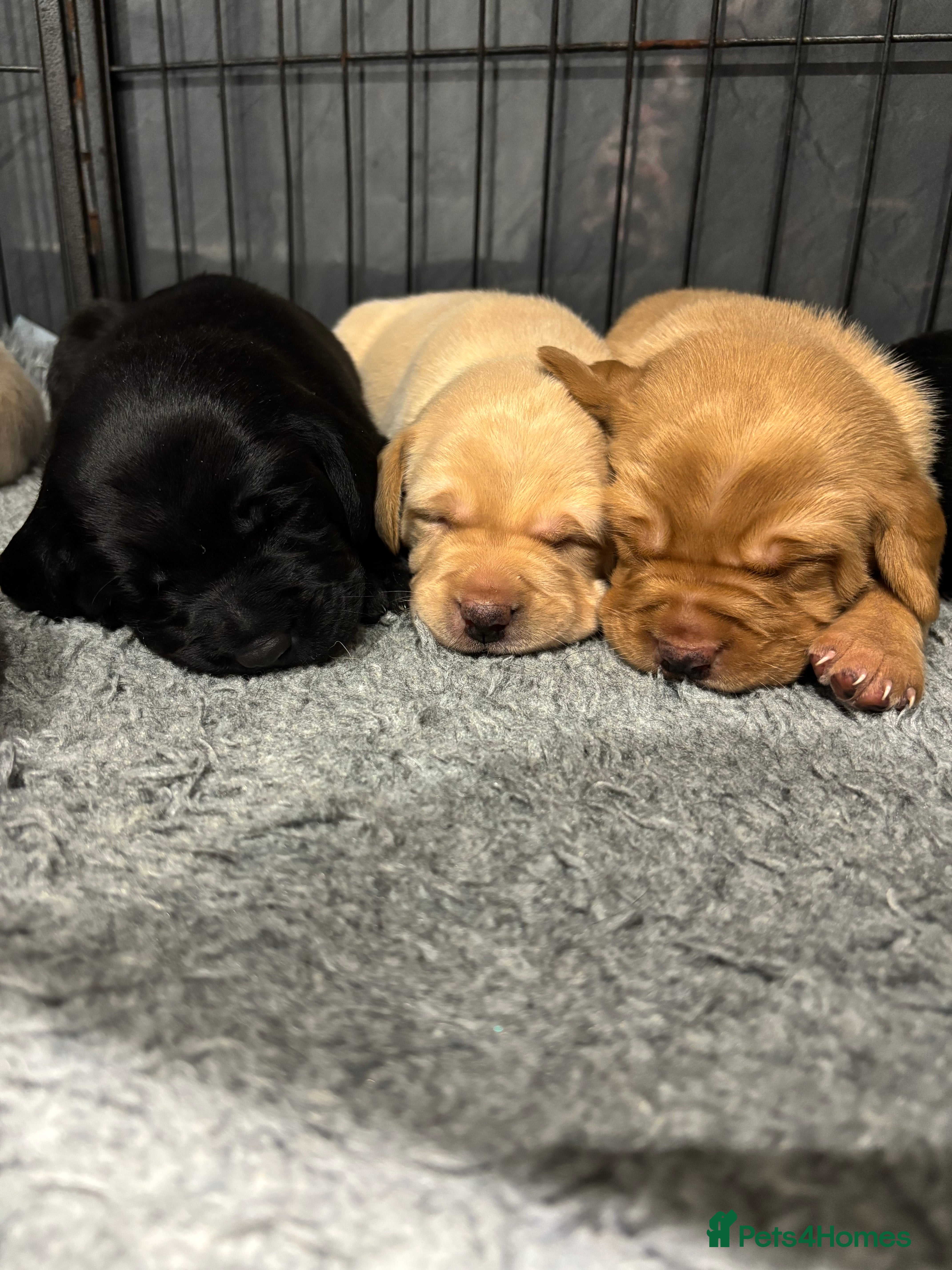 Labrador Retriever dogs Gorgeous KC registered Labrador puppies  - Advert 2