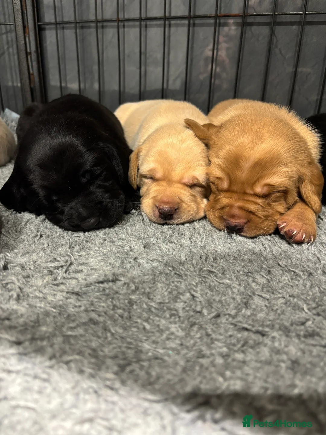 Labrador Retriever dogs for sale: Gorgeous KC registered Labrador puppies  - Advert 1