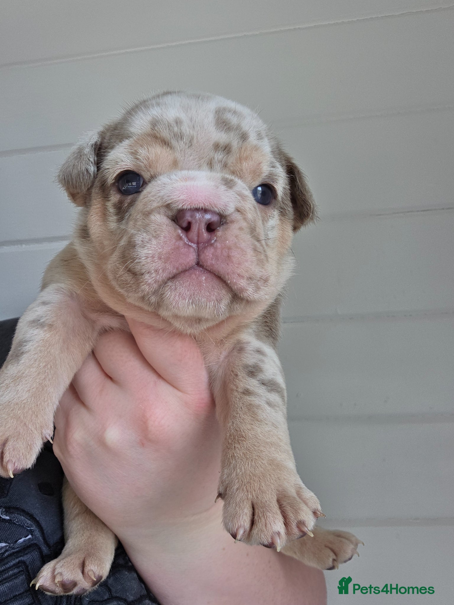 English Bulldog dogs british bulldog pups - Advert 4