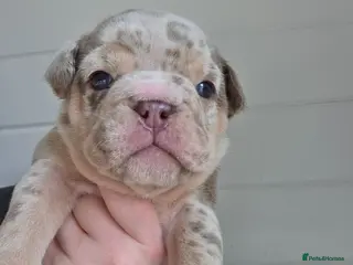 English Bulldog dogs british bulldog pups - Advert 4