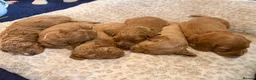 Cavapoo dogs for sale: Gorgeous Cavapoo Puppies 5girls 2boys  - Advert 21
