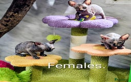Sphynx cats for sale: Canadian Sphynx TICA REGISTERED. - Image 15