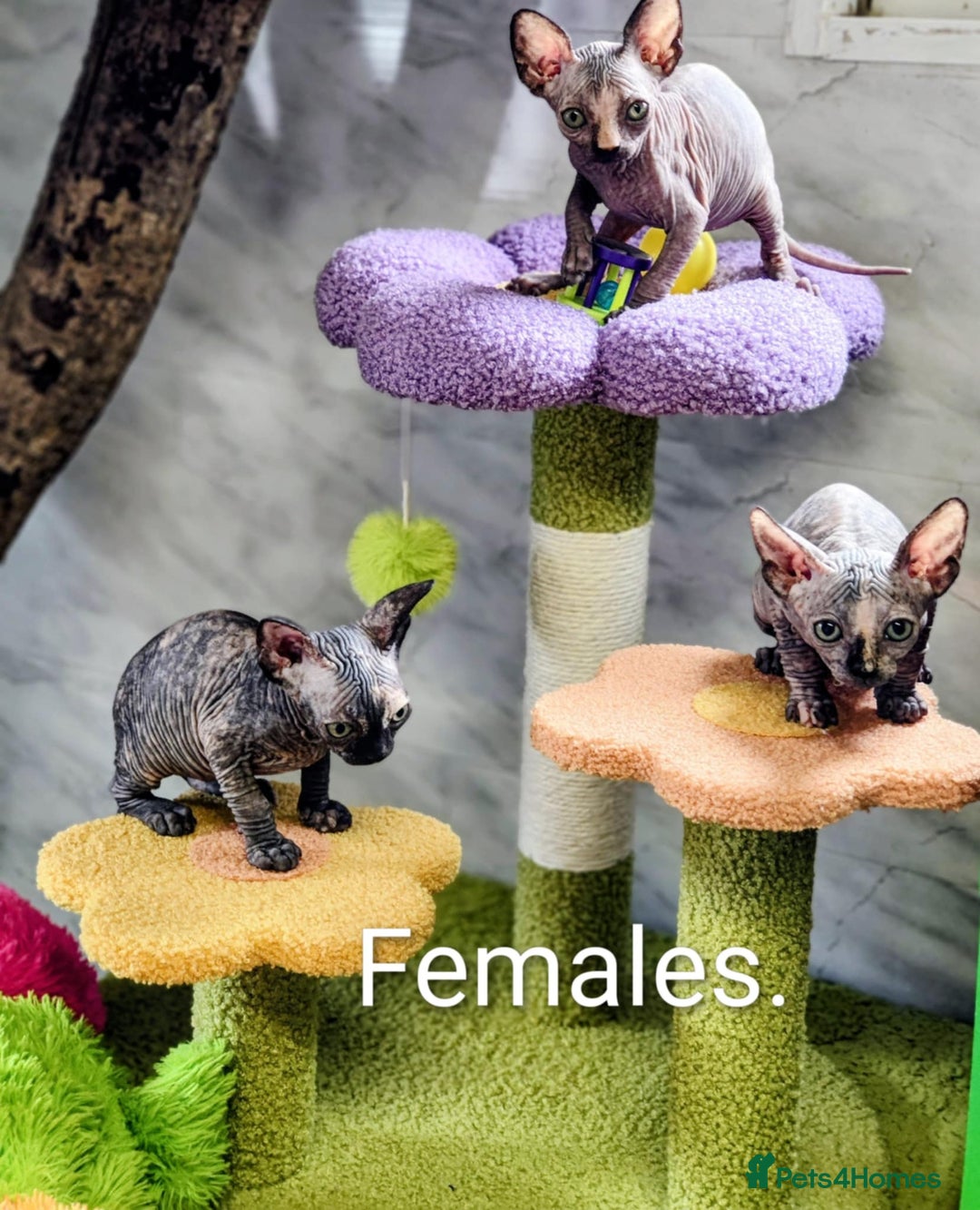 Sphynx cats for sale: Canadian Sphynx TICA REGISTERED. - Image 15