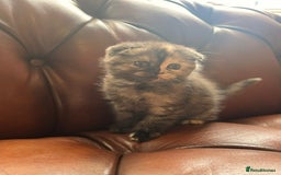 Scottish Fold cats for sale: 💫🐾Adorable kittens looking for loving homes🐾💫 - Image 4