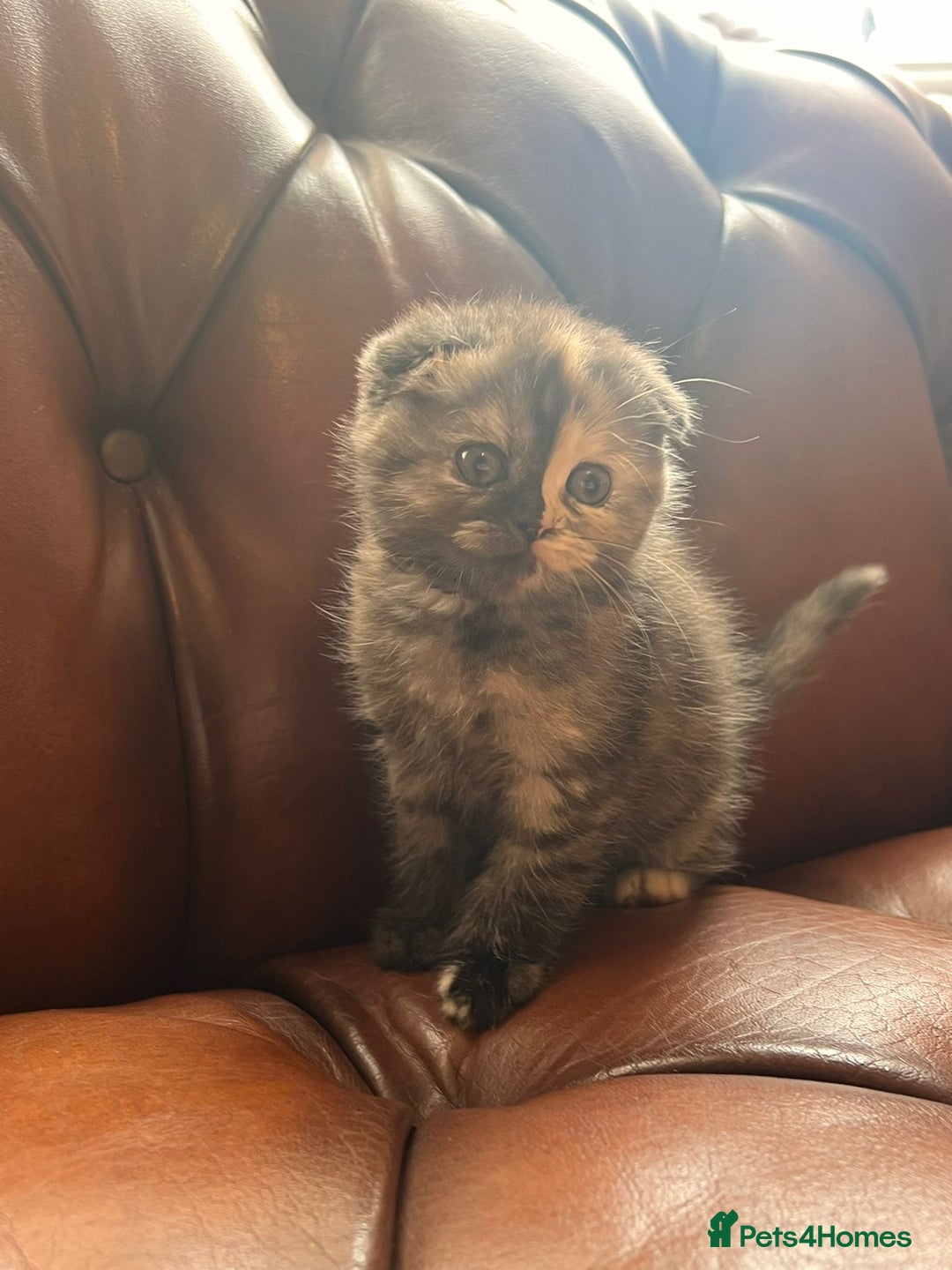Scottish Fold cats for sale: 💫🐾Adorable kittens looking for loving homes🐾💫 - Image 4