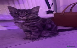 Mixed Breed cats for sale: Four beautiful kittens and mother  - Image 6