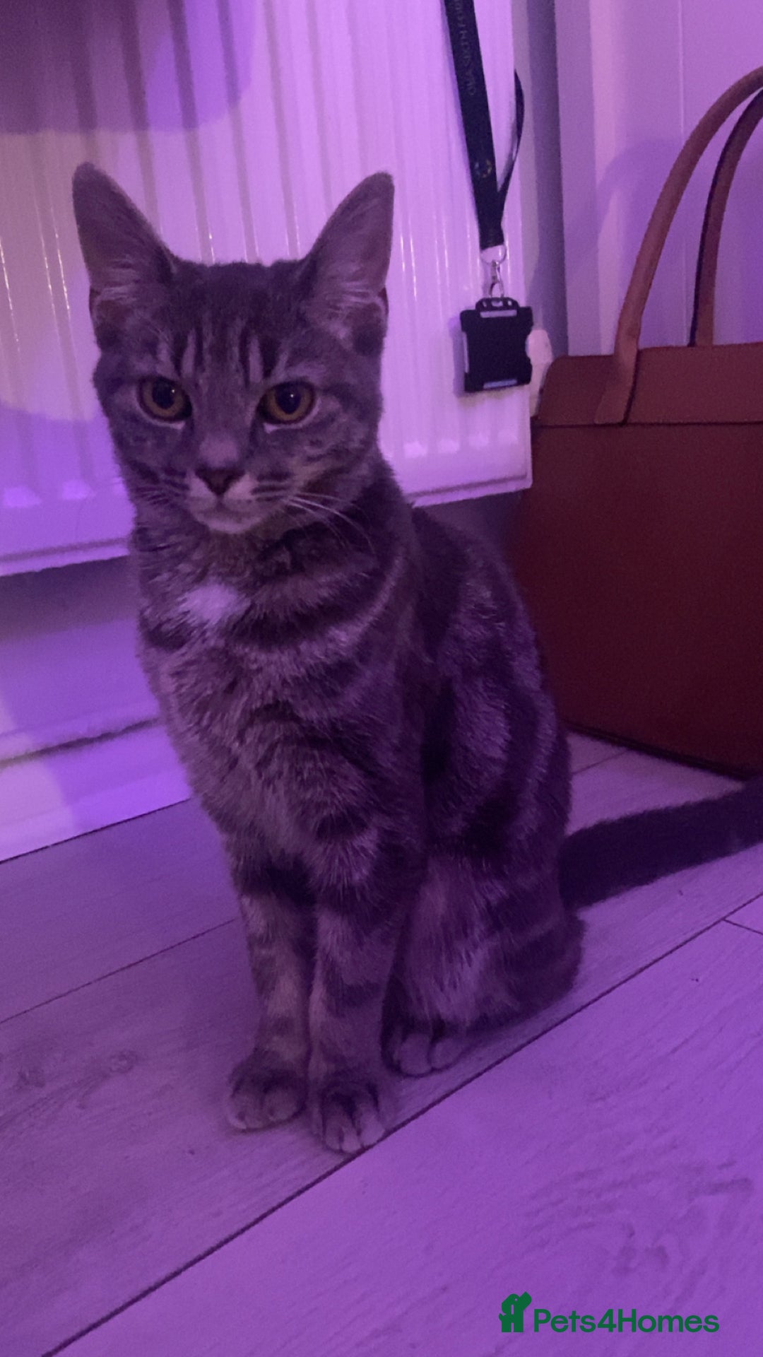 Mixed Breed cats for sale: Four beautiful kittens and mother  - Image 6