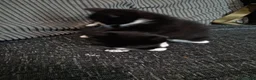 Domestic Shorthair cats for sale: Kittens for sale  in Wolverhampton - Advert 5
