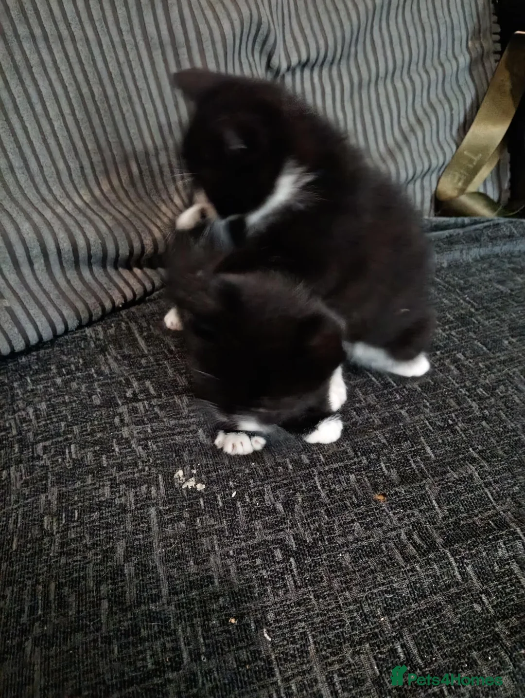 Domestic Shorthair cats for sale: Kittens for sale  in Wolverhampton - Advert 5