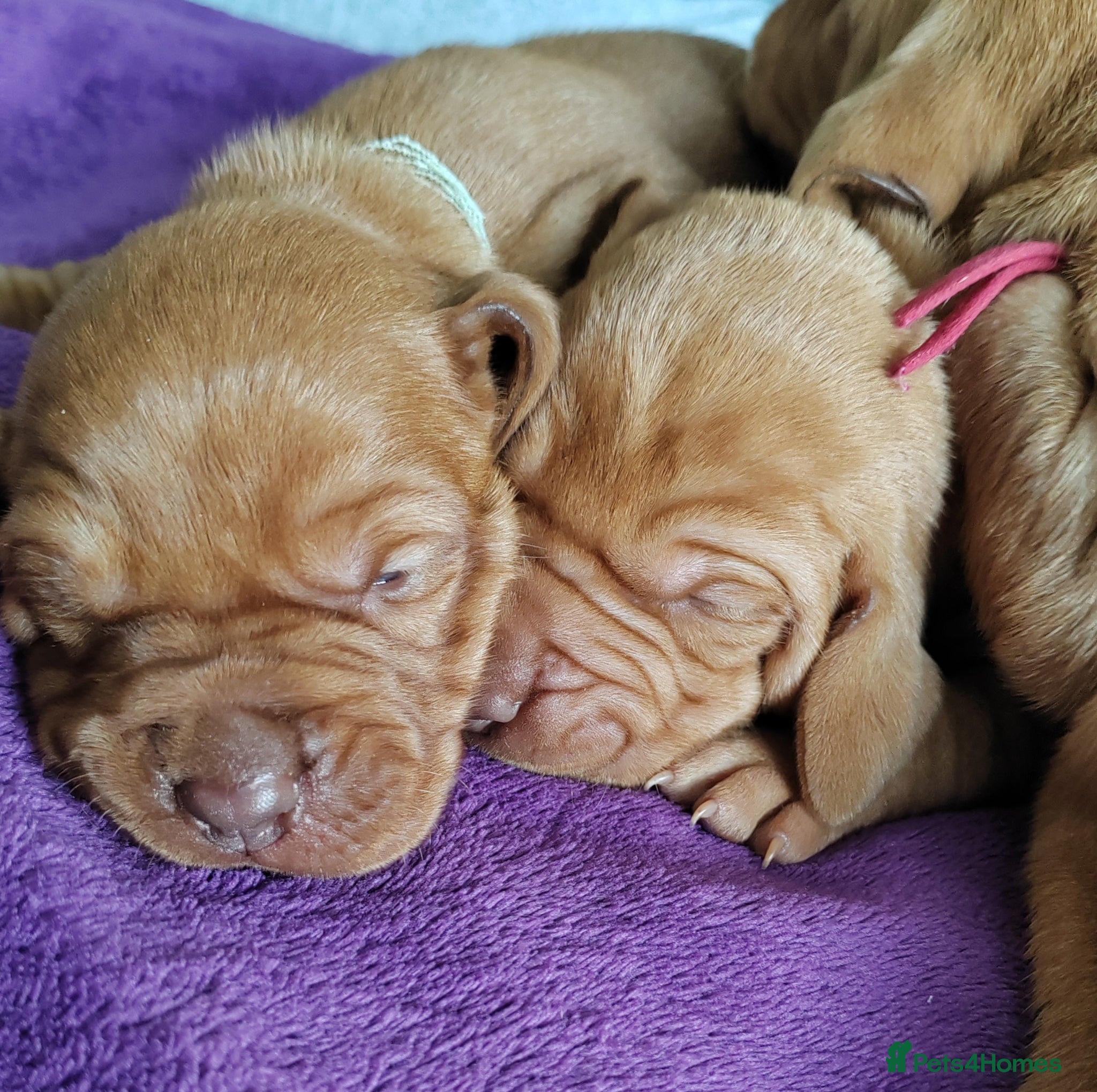 Hungarian Vizsla dogs Hungerian Viszla Puppies 🐶😍  - Advert 1