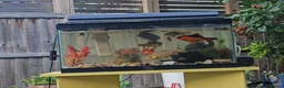 Pond Fish fish for sale: Beautiful, colorful mixed ornamental fish in London - Advert 5