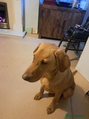 Labrador Retriever dogs stunning labrador looking for his new home - Advert 1