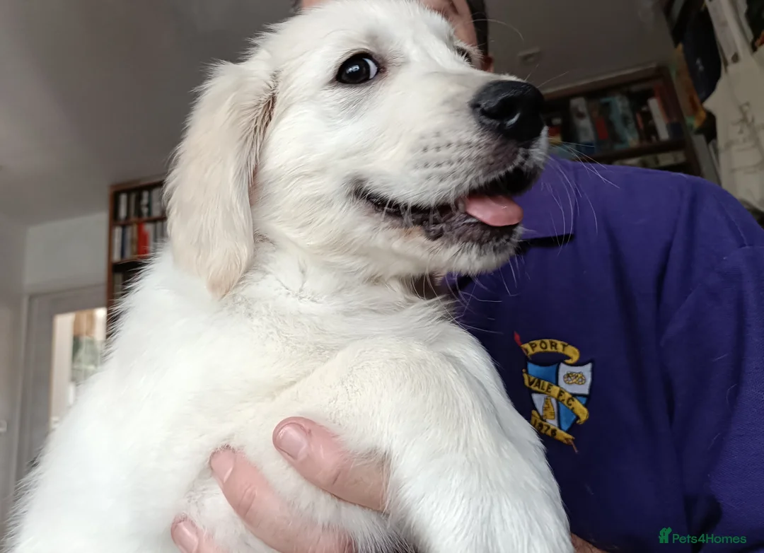 Golden Retriever dogs for sale: Beautiful Golden Retriever Puppies - Advert 1