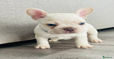 French Bulldog dogs - Advert 2