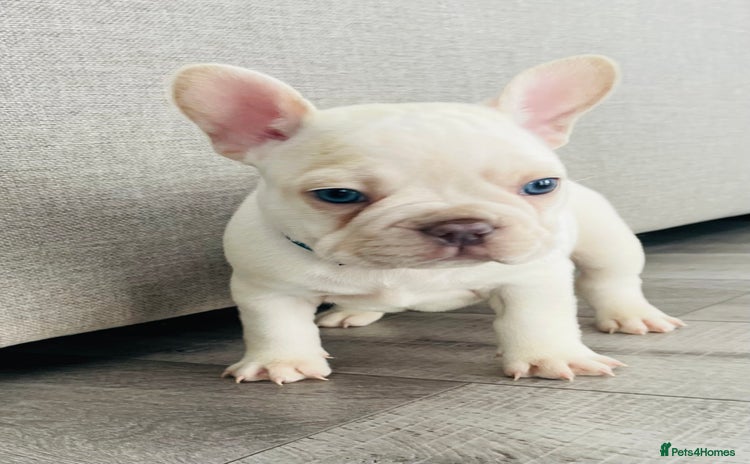 French Bulldog dogs - Advert 1
