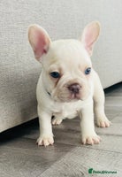 French Bulldog dogs - Advert 8