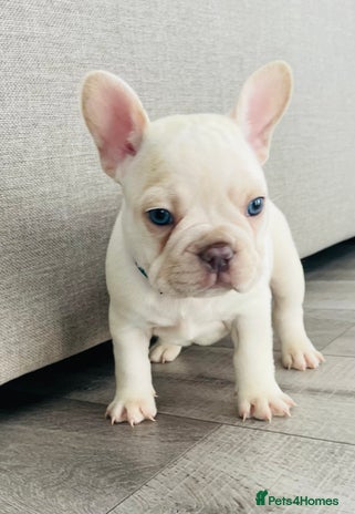 French Bulldog dogs - Advert 1