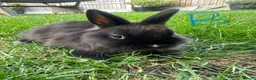 Netherland Dwarf rabbits for sale: Netherland Dwarf Rabbits For Sale - Advert 19