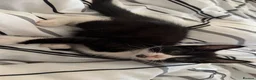 Mixed Breed cats for sale: Tuxedo kittens - Advert 10