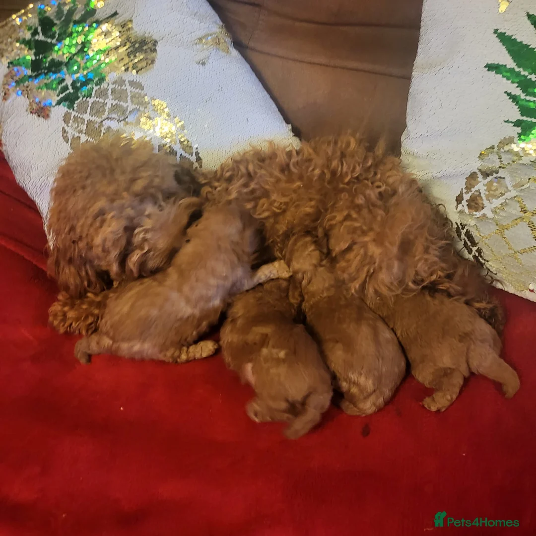 Poodle dogs for stud: Kc health tested fox red toy poodle in Stevenage - Advert 24