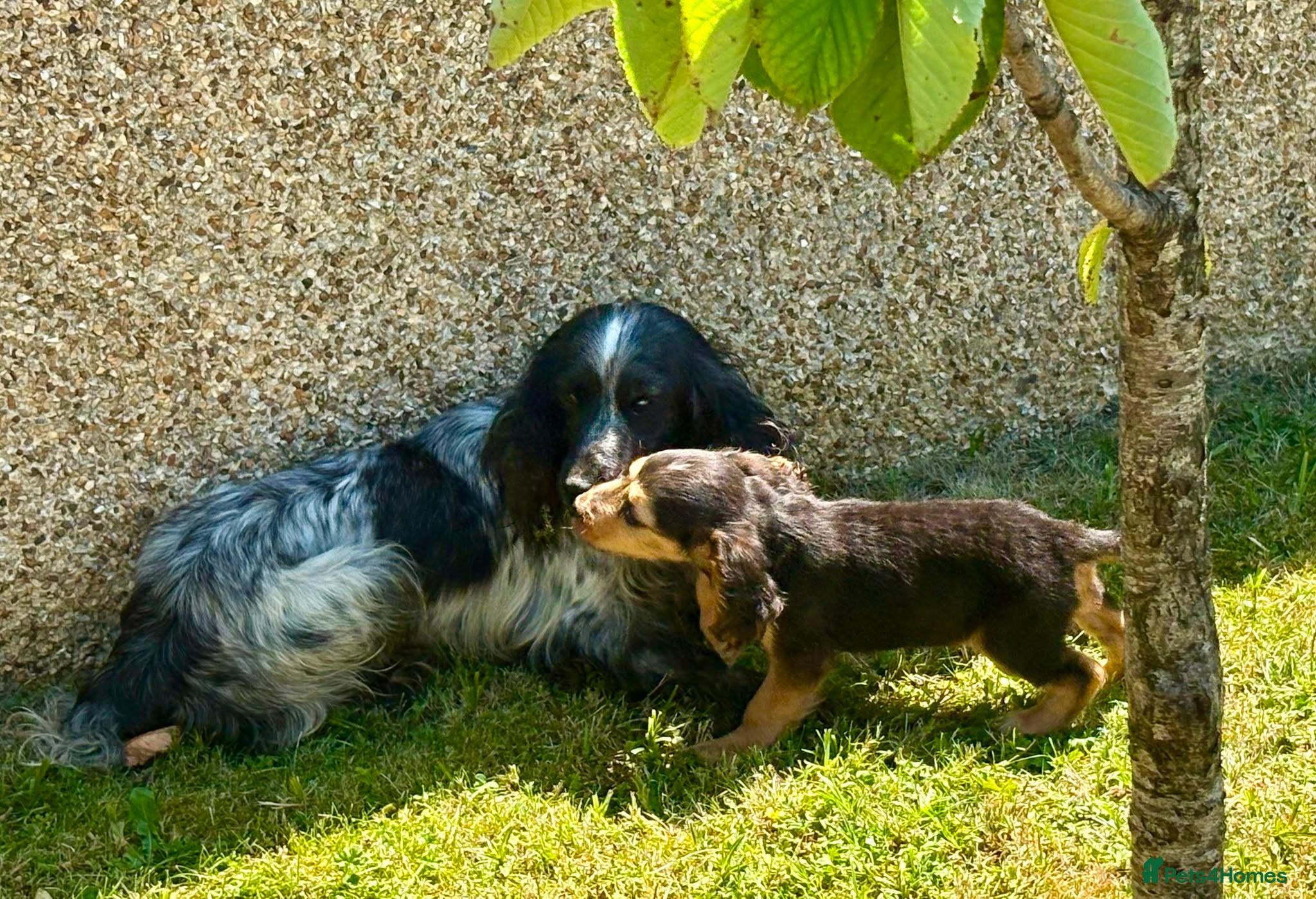 Cocker Spaniel dogs Cocker spaniel puppies - Advert 12